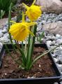 Narcyz bulbokodium - (Bulbocodium Daffodils) 2