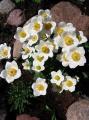 Zawilec wielkokwiatowy - Anemone sylvestris 2