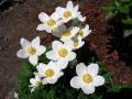 Zawilec wielkokwiatowy - Anemone sylvestris 4