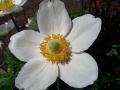Zawilec wielkokwiatowy - Anemone sylvestris 1