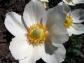Zawilec wielkokwiatowy - Anemone sylvestris 3