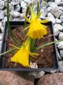Narcyz bulbokodium - (Bulbocodium Daffodils) 1